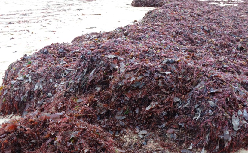 Bishops Visit – France and More – Dampierre and Ile de&nbsp;Re