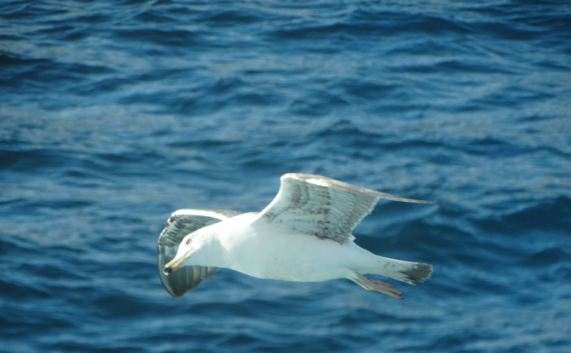 The Retirees return to Italy – Leaving the SS Costa Diadema for&nbsp;Nottingham.