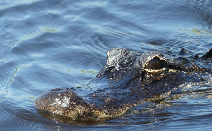 The Retirees in the South East USA – the Everglades and Big Cypress&nbsp;Reservation