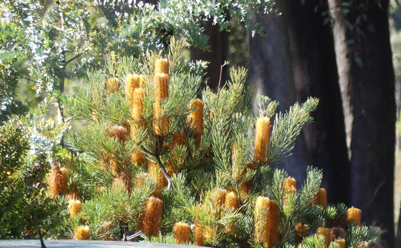 The Retirees Escape from Covid –&nbsp;Stanthorpe