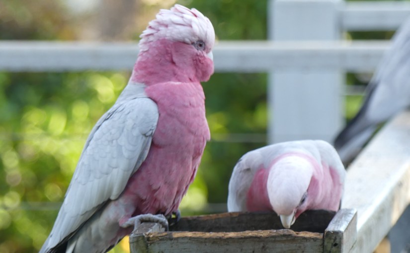 THE RETIREES AND FRIENDS VISIT PERTH AND MARGARET RIVER – day 6 Back to our Itinerary in Margaret&nbsp;River